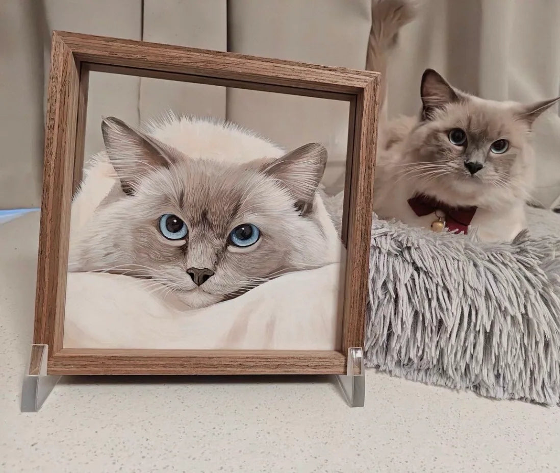 Blue-eyed ragdoll physically beside matching framed portrait on textured household surface.
