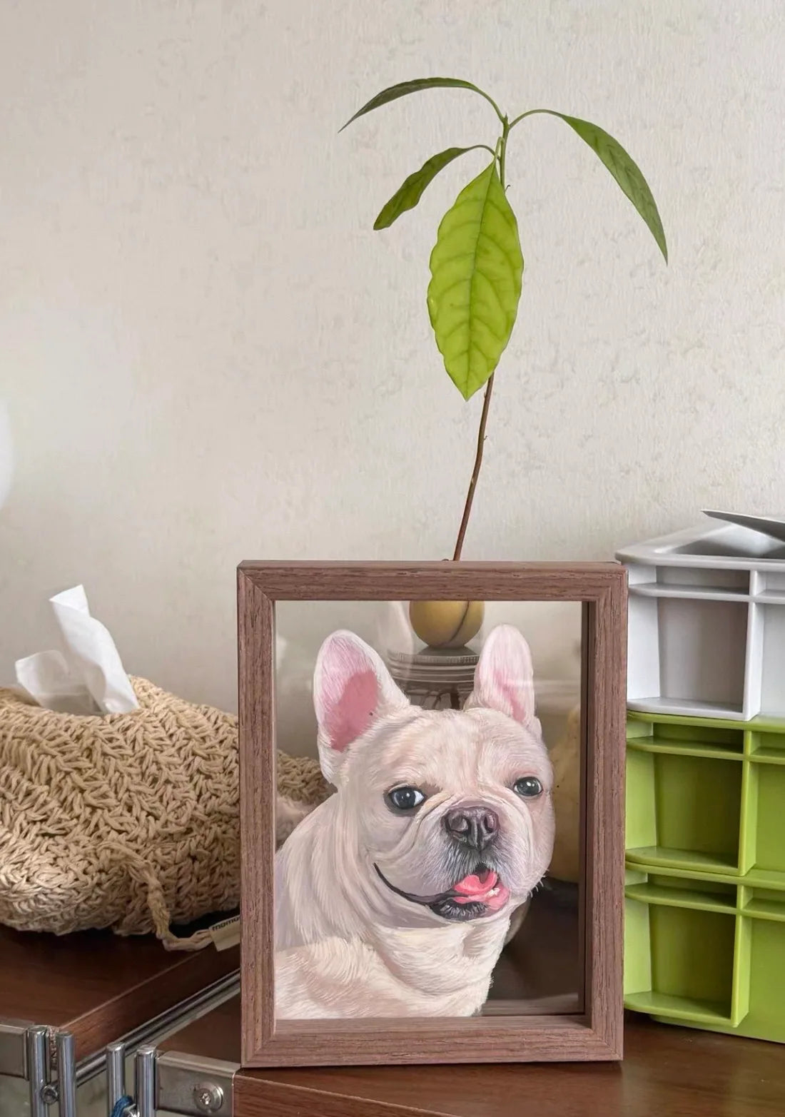 Frenchie frame standing on desk under plant with ordinary room items.
