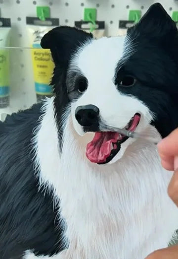 Real workshop footage: Border collie: eye and fur details