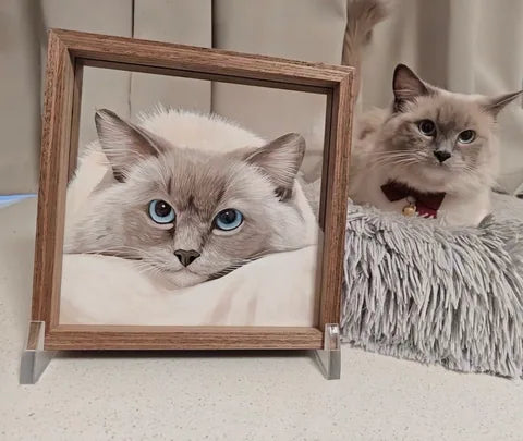 Ragdoll beside a matching portrait